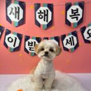 리즈애견미용 | 코코그루밍 방문기 : 우리 강아지 첫 미용, 천안배냇미용전문점에서 대성공!