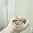 연화사우나 | 미아 스킨플래닝 스튜디오센 세라링 솔직후기