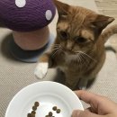 (주)내추럴발란스코리아 | 내추럴발란스 울트라 프로틴 리얼 치킨 키튼 캣 레시피 아깽이 사료 후기