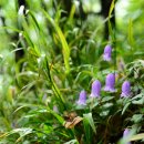 금강초롱 이미지