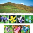 곰배령화원 이미지