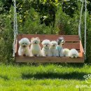 팔봉수피아 이미지