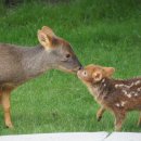제일사슴농장 이미지