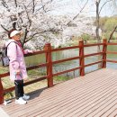 대한민국 구석구석...어머님과 걸어본 인천대공원 벚꽃축제... 이미지