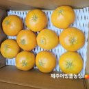 레드향 한라봉 3kg, 5kg, 10kg 가격안내