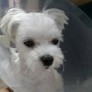 이윤세동물병원 이미지