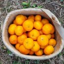 주현농장 이미지