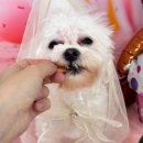 광주애견유치원호텔미용 마마스미독펜트하우스 본점 | 광주북구 애견호텔 체험기 마마스미독펜트하우스 후기