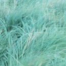 벨루가(Beluga) 이미지