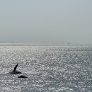 제부도 | 아이랑 제부도 당일치기 후기 :: 물때 시간 매바위 바다뷰 탄도항 코스 정리