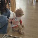 귀여운 강아지 | 신당역 감성 카페 이오프 내돈내산 후기｜귀여운 강아지 있는 힐링 카페