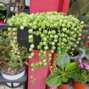 오늘은 생선구이 이미지