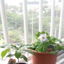 지윤이의 매발톱꽃, 커피나무, 개미키우기 이미지