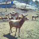 사슴자연 방목장 이미지