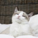 노블랙돌 이미지