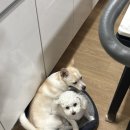 자연 속에서 즐긴 반려견 산책, 대둔산자연휴양림