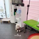 오도DOG 펫살롱 이미지
