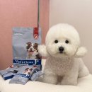 J소프트 | 강아지 관절 사료 추천 닥터독 베츠초이스 J+ 소프트 사료 후기