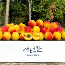 만금과수원집 | 하코드 추천] 신맛 없이 달콤한 인생 살구! 프리미엄 살구 하코드 출하시기 효능 총정리 (내돈내산 후기)