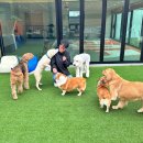 50k 반려견 유치원 이미지