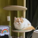 냥클래스 이미지