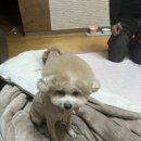 샤샤살롱 지제동삭점 네이버블로그
