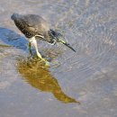 댕기는맛 이미지