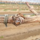 일비농장 이미지