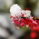 구사 이미지
