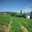 큰밭농원 이미지