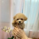 라네쥬 독(Laneige.dog) 네이버블로그
