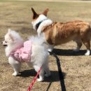 꽃보다강아지 네이버블로그