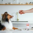 더셀 | 강아지 노견 영양제 추천, 간식처럼 챙기기 편했던 프롬더셀 시니어 종합영양제 후기