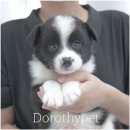 천안 강아지분양 도로시펫 이미지