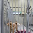 빅독 | [유기견 봉사활동] 파주 빅독포레스트 봉사 후기 신청 방법