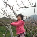 조양농원 이미지