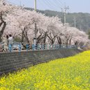 지금이 절정입니다"... 4월 축제가 열리는 전국 유채꽃 명소 BEST5 이미지