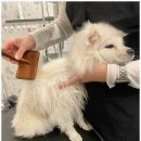 한결강아지미용실 이미지