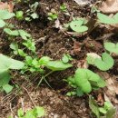 일도농장 이미지