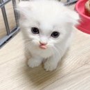 강남고양이 분양 히어로펫 이미지