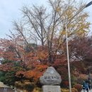 GS산동주유소 | 오늘 남산 가을 단풍길 22년 11월 물든 서울 단풍 구경 명소