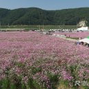 하동북천코스모스메밀꽃 영농조합법인 이미지