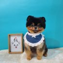 쇼독(Show dog) 이미지