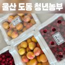 울주군 도동 청년농부 산딸기 살구 구매후기