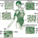 안 인터내셔널
