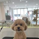 그루밍루나 이미지