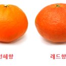 천혜향