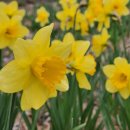 남부새싹공원 | 수선화 개화시기 | 서산 유기방가옥 수선화 축제기간, 입장료