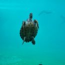 거북이네 이미지