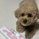 더케어벳 이미지